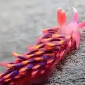 حلزون دریایی رنگین‌کمان