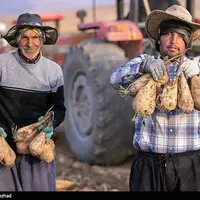 عکس/برداشت چغندر قند در شهرستان سلسله