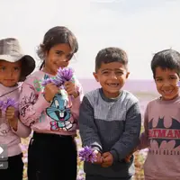 عکس/برداشت زعفران تربت حیدریه در ایستگاه پایانی