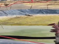 رهایی ۲ روباه گرفتار در استخر روستای قلعه اصلانیان میانه