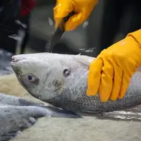 ماهی‌های قاچاق در پارسیان توقیف شد