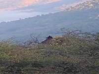 ویدئویی از خرس قهوهای در جنگلهای هیرکانی