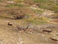 خودنمایی گوزن‌های زرد ایلام در قلب کوه‌های زاگرس