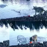 هوش خارق‌العاده یک گرگ