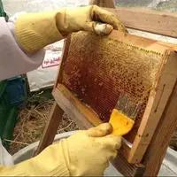 تولید بیش از ۳ هزار تُن عسل در استان بوشهر