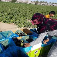 بهبود قیمت محصول بادمجان در هرمزگان