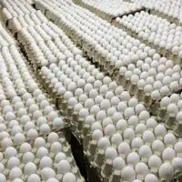 خطر قطع گاز تولید ۸۱۰ تن تخم مرغ تربت جام را تهدید می‌‌کند