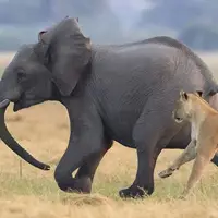 خطر له شدن شیر ماده زیر پای فیل!