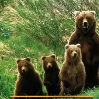 چهار خرس قهوه‌ای در ارجمند دیده شدند