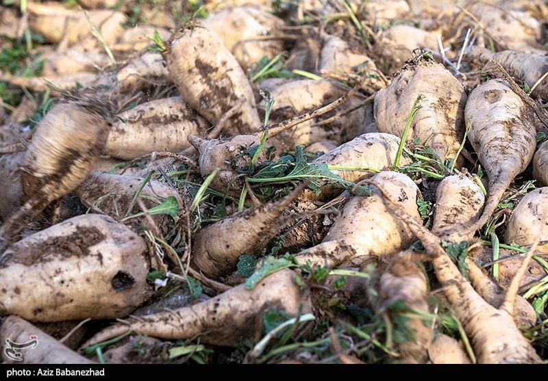 عکس/برداشت چغندر قند در شهرستان سلسله
