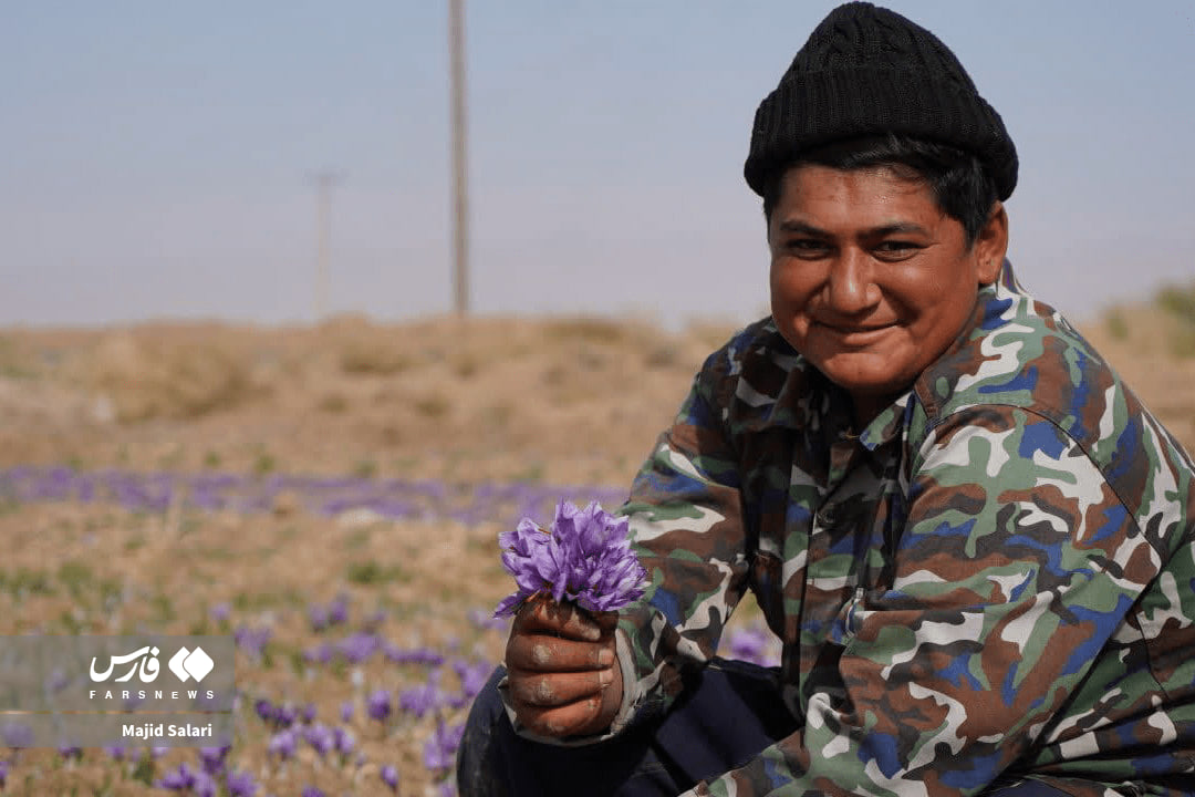 عکس/برداشت زعفران تربت حیدریه در ایستگاه پایانی