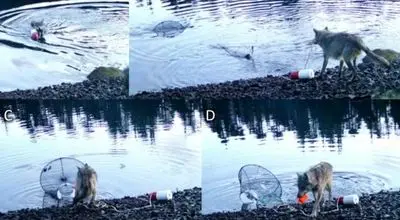 هوش خارق‌العاده یک گرگ