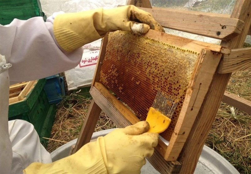 تولید بیش از ۳ هزار تُن عسل در استان بوشهر
