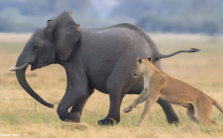 خطر له شدن شیر ماده زیر پای فیل!