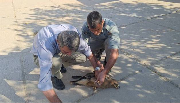 تیمار عقاب مهاجر مصدوم به دست محیطبانان ایذه؛ تالاب میانگران نخستین ورودی پرندگان مهاجر خارجی