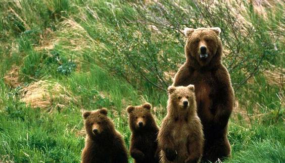 چهار خرس قهوه‌ای در ارجمند دیده شدند