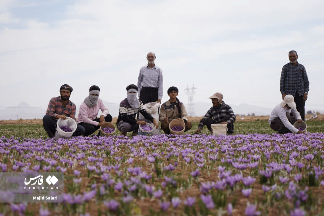 عکس/برداشت زعفران تربت حیدریه در ایستگاه پایانی