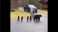 راه رفتن بچه خرس‌ها بر روی دو پا!