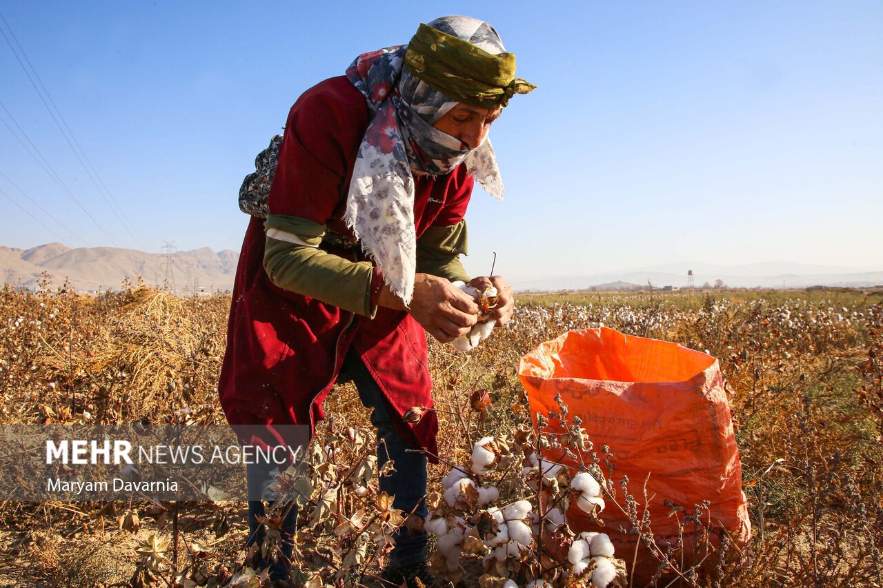 عکس/برداشت پنبه از مزارع خراسان شمالی