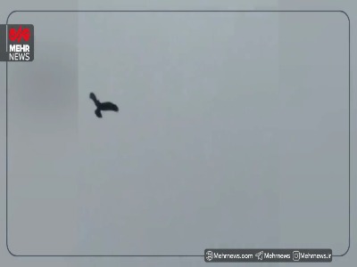 ثبت تصاویری از عقاب‌های بزرگ‌جثه در راز