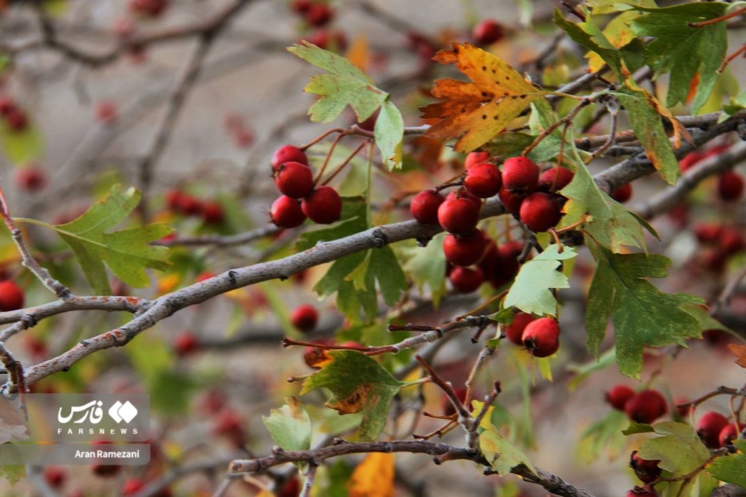 پاوه زیر چتر رنگ‌های پاییزی