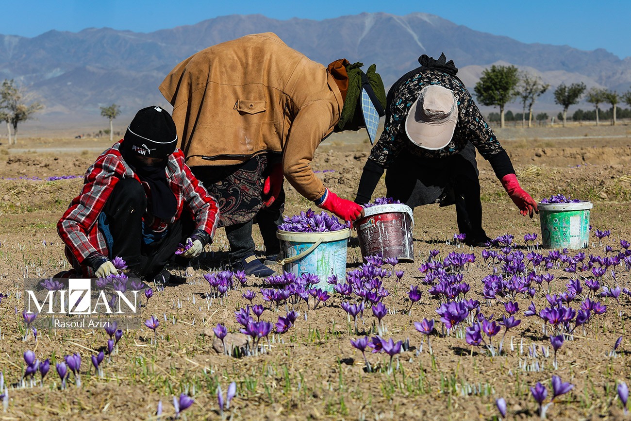 عکس/ برداشت گل زعفران در زاوه و درگز