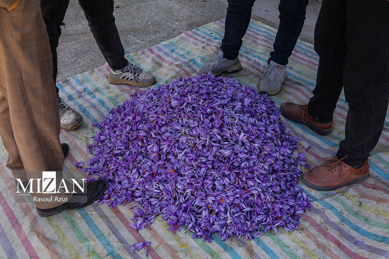 عکس/ برداشت گل زعفران در زاوه و درگز