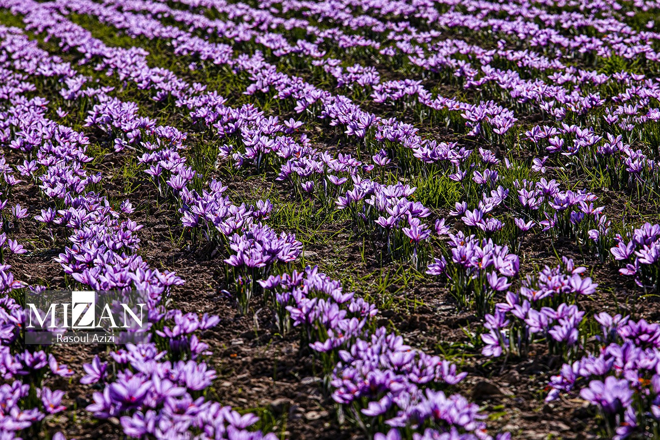 عکس/ برداشت گل زعفران در زاوه و درگز