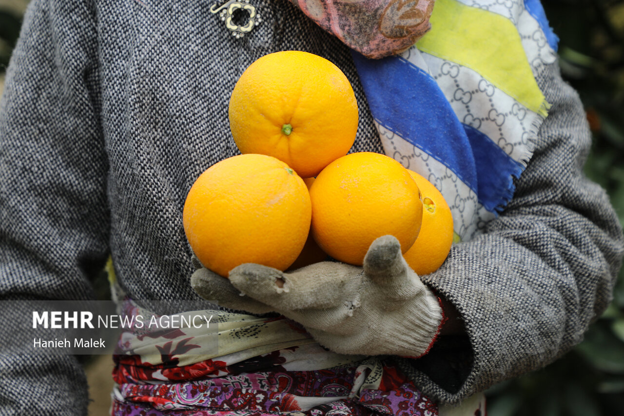 برداشت پرتقال در گلستان