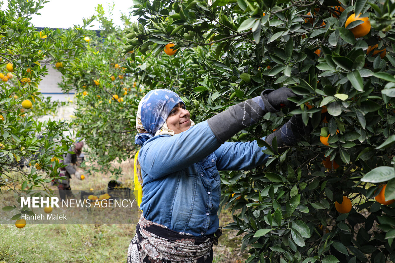 برداشت پرتقال در گلستان