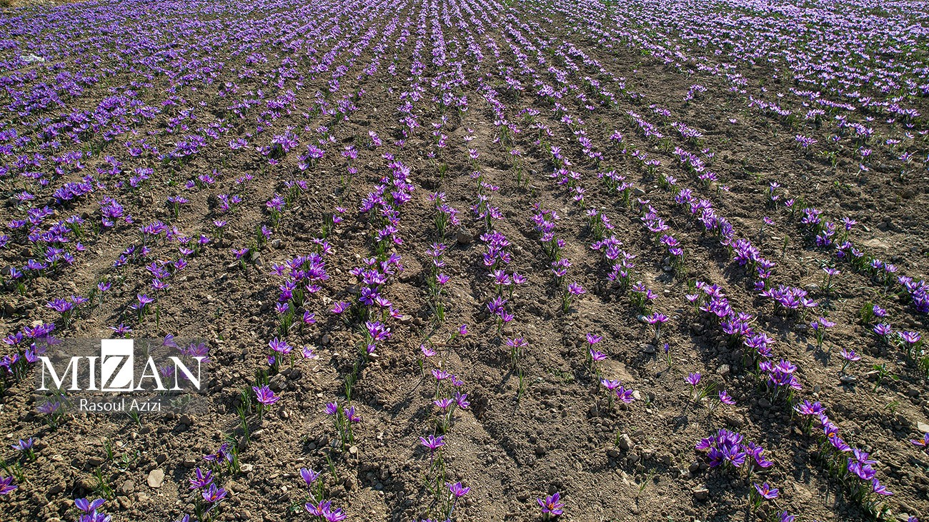 عکس/ برداشت گل زعفران در زاوه و درگز