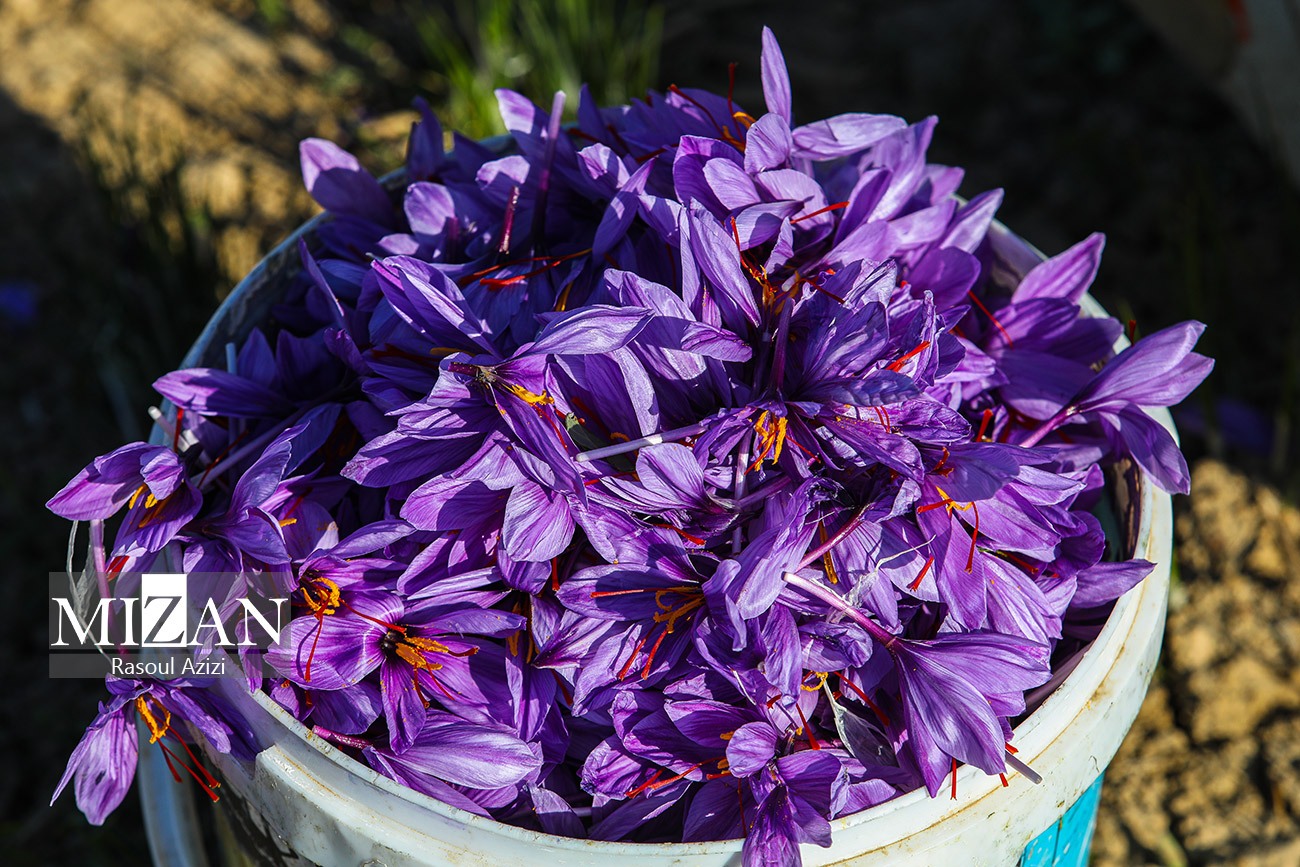 عکس/ برداشت گل زعفران در زاوه و درگز