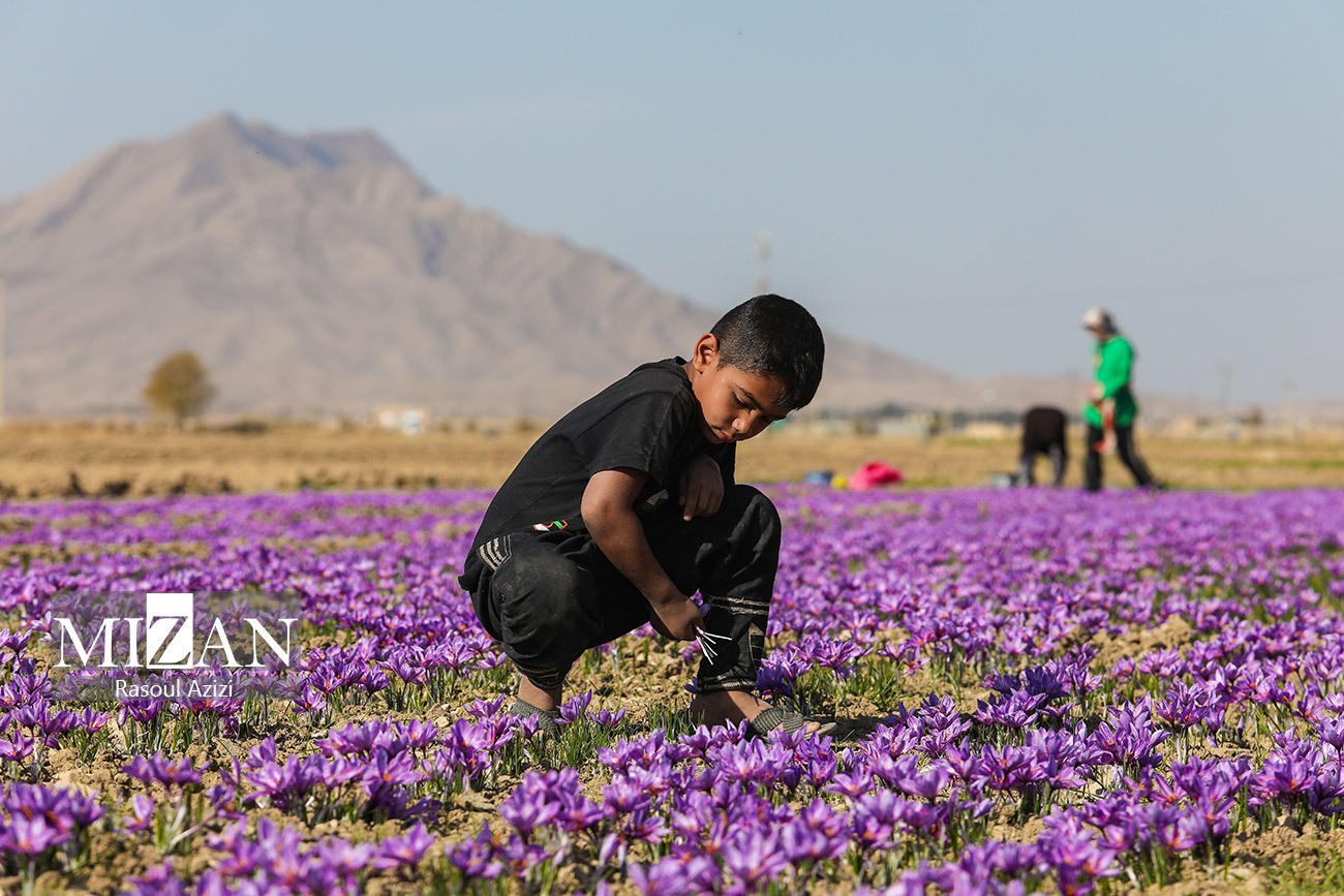 عکس/ برداشت گل زعفران در زاوه و درگز