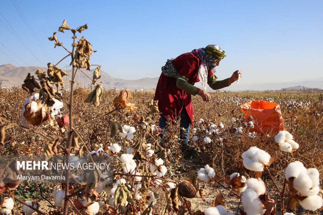 عکس/برداشت پنبه از مزارع خراسان شمالی