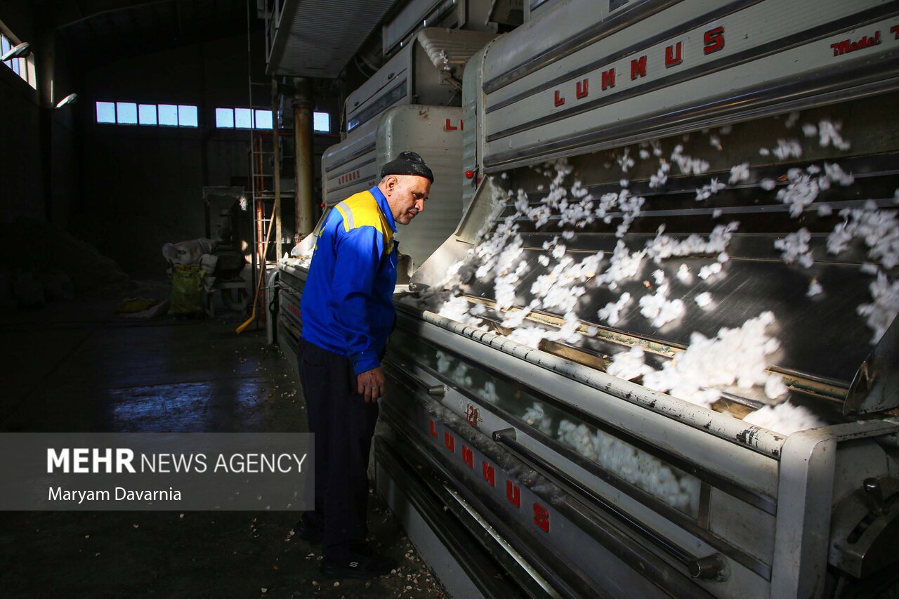 عکس/برداشت پنبه از مزارع خراسان شمالی