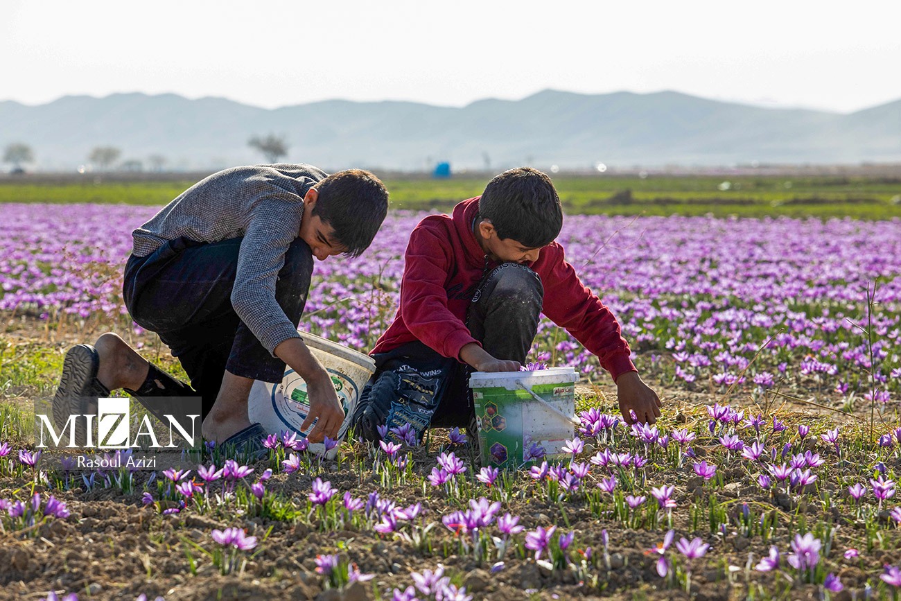 عکس/ برداشت گل زعفران در زاوه و درگز