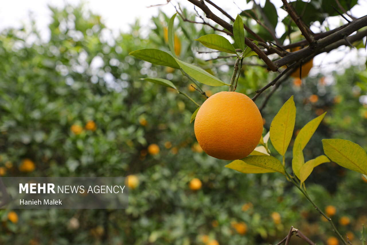 برداشت پرتقال در گلستان