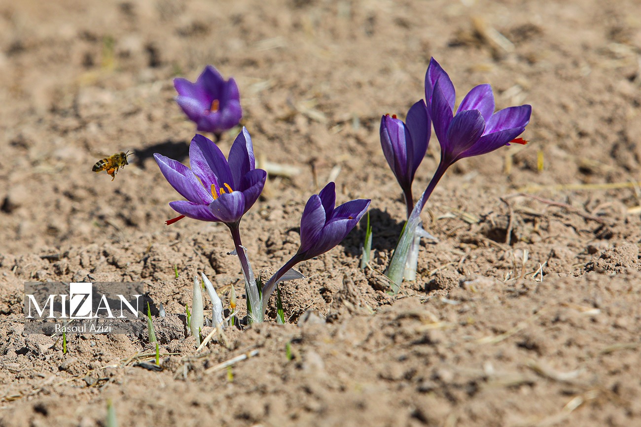 عکس/ برداشت گل زعفران در زاوه و درگز