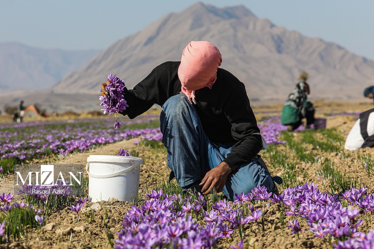 عکس/ برداشت گل زعفران در زاوه و درگز