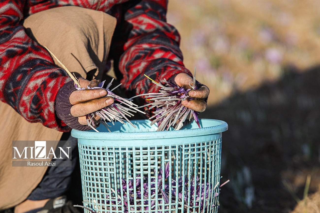 عکس/ برداشت گل زعفران در زاوه و درگز