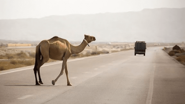 تصادف خودرو با شتر در شیبکوه موجب درگیری خونین 2 طایفه شد