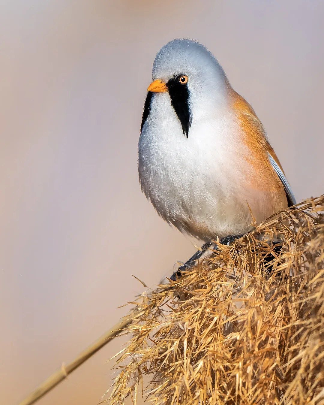  چرخ ریسک نیزار