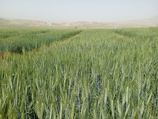 آغاز کاشت مزارع الگویی گندم در دهلران