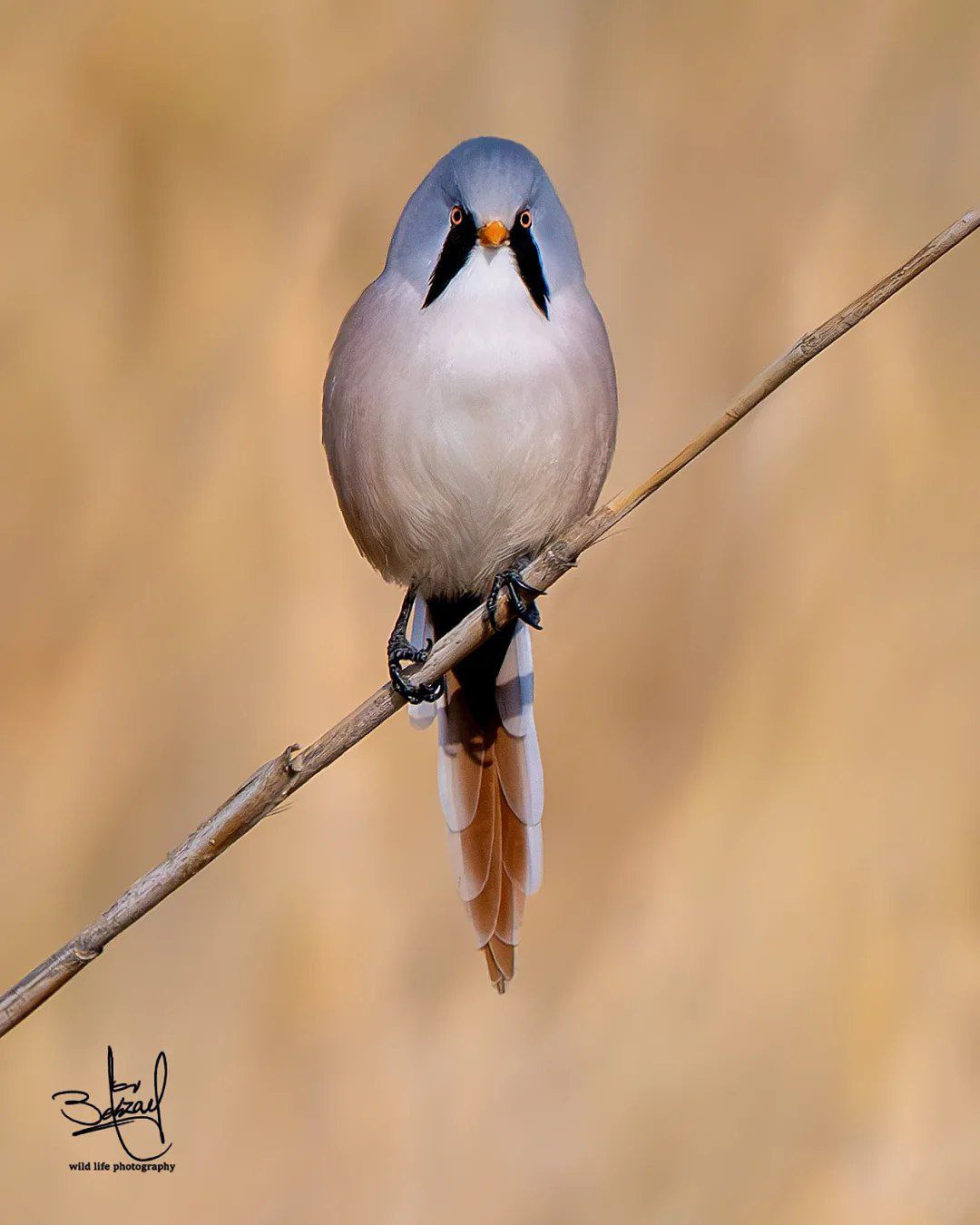  چرخ ریسک نیزار