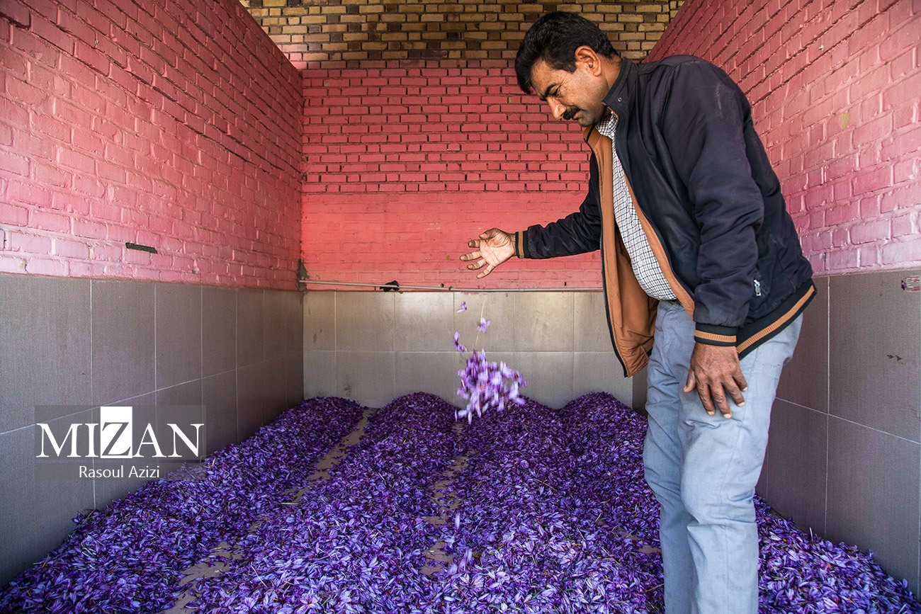 عکس/ برداشت گل زعفران در زاوه و درگز