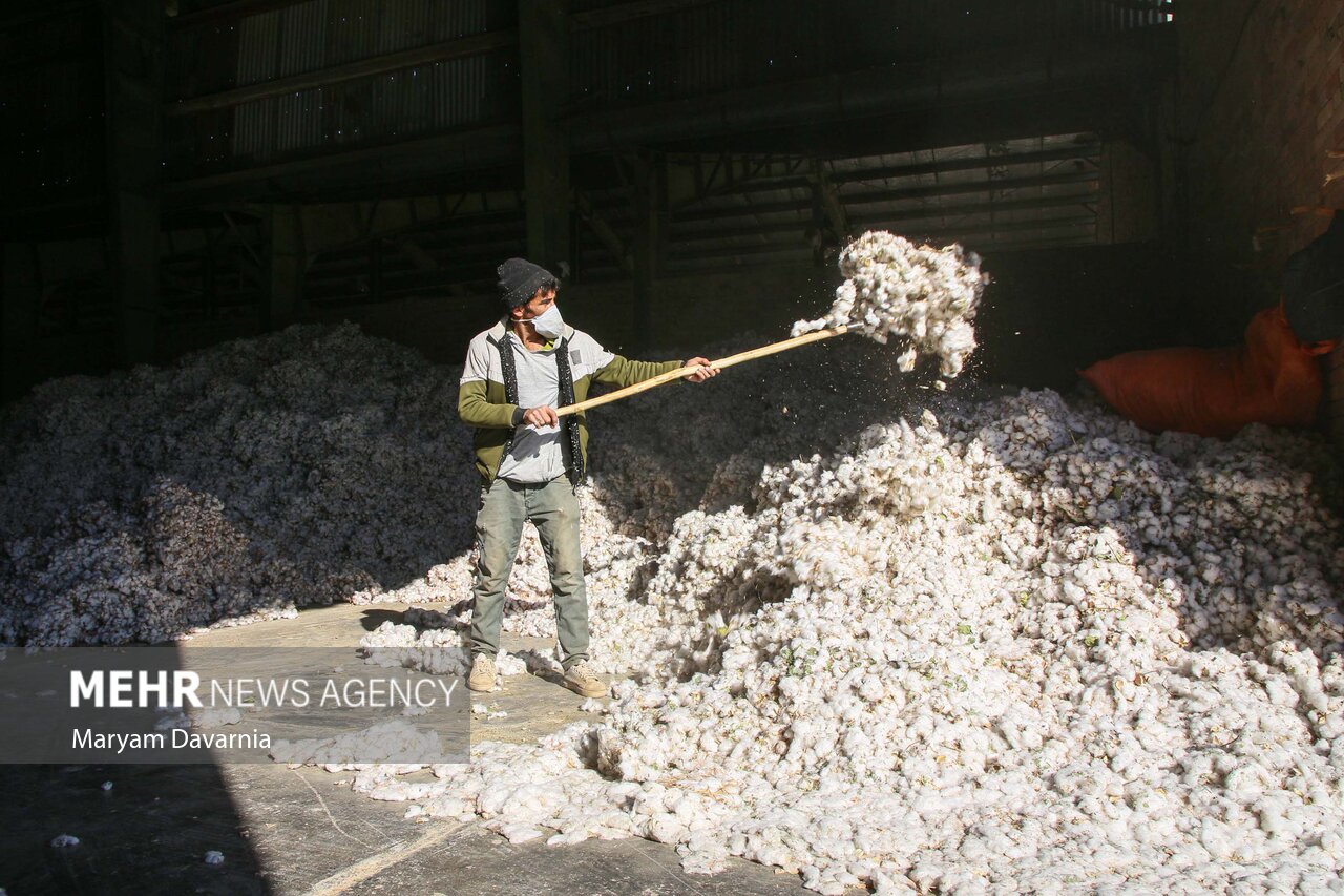 عکس/برداشت پنبه از مزارع خراسان شمالی