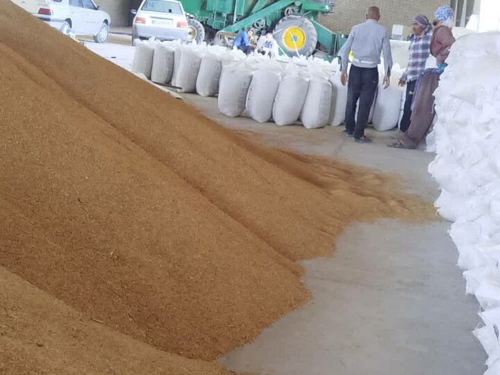 ضربه اطلاعات سپاه به اخلالگران بازار؛ کشف ۱۰۰ تن نهاده دامی احتکاری در قصر شیرین