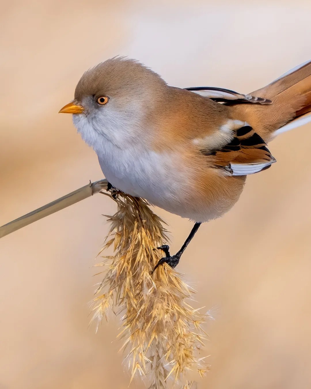  چرخ ریسک نیزار