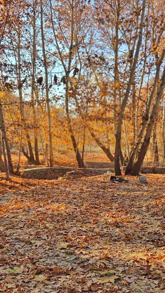 طبیعت زیبای پاییزی شاندیز 