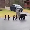 راه رفتن بچه خرس‌ها بر روی دو پا!